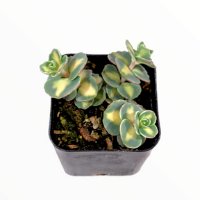 Sedum sieboldii Variegata - Succulents Depot