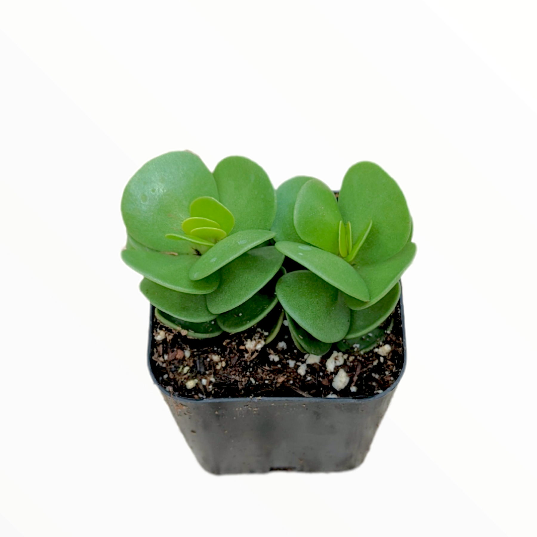 molokiniensis succulent Portulaca molokiniensis 'Ihi'