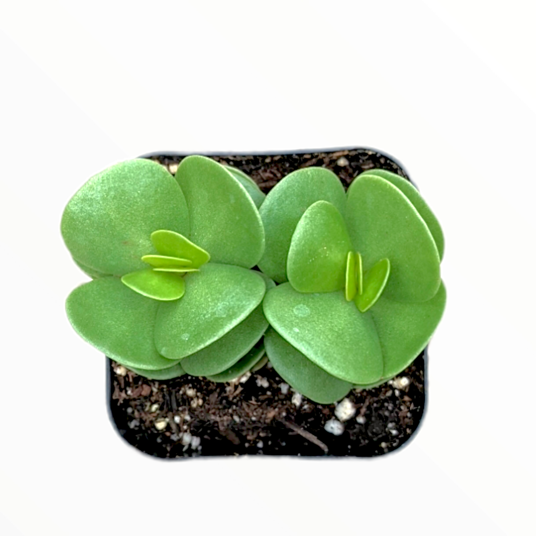 ihi succulent Portulaca molokiniensis 'Ihi'