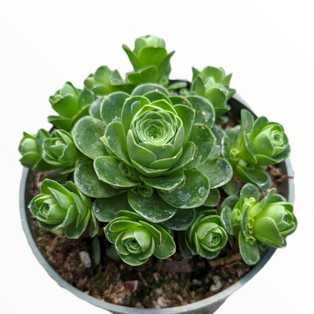 greenovia rose succulent for sale Greenovia dodrentalis Mountain Rose [Dormant in Summer] 4 Inch Cluster