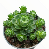 Greenovia dodrentalis Mountain Rose [Dormant in Summer]