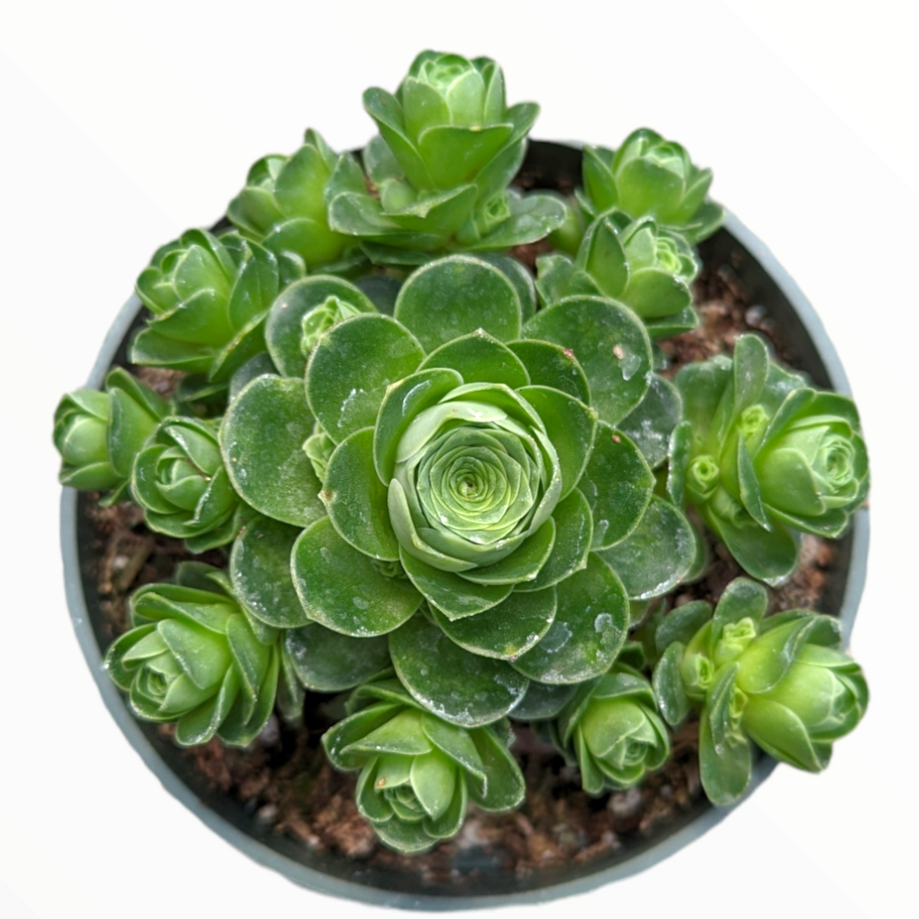 Greenovia dodrentalis Mountain Rose [Dormant in Summer]