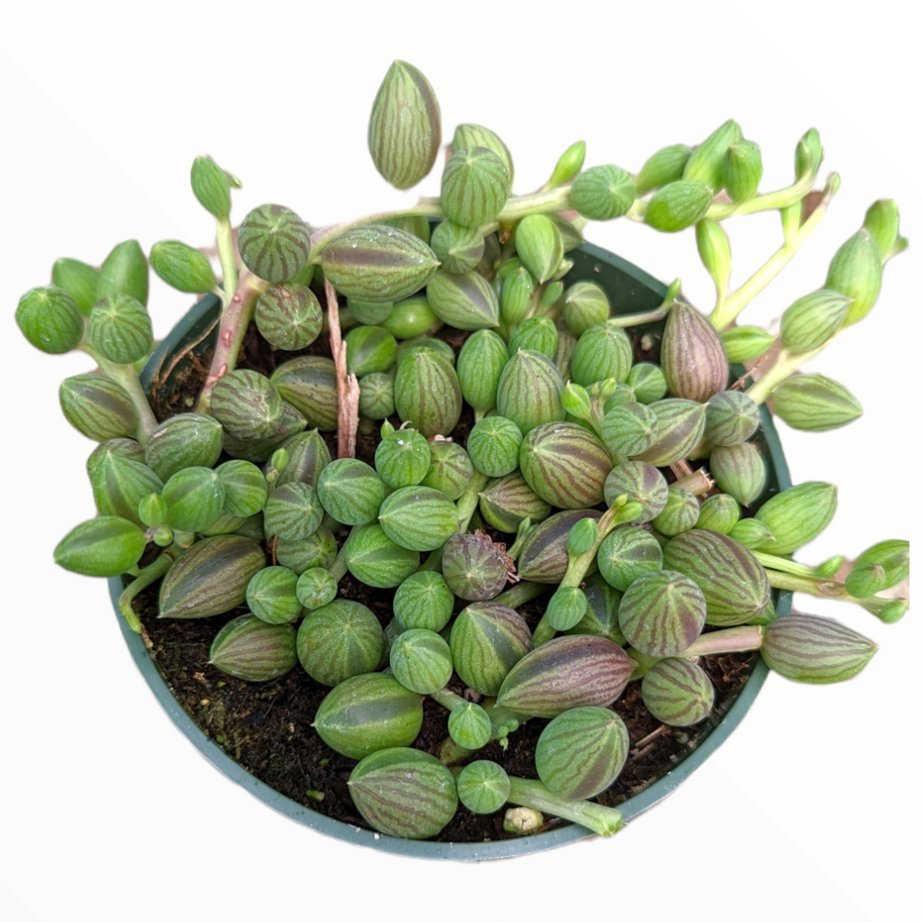 succulent watermelon String of Watermelons Senecio herreanus 4 Inch