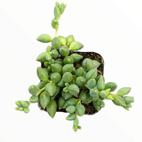 succulent with small round beads String of Raindrops Senecio Hybrid 2 Inch