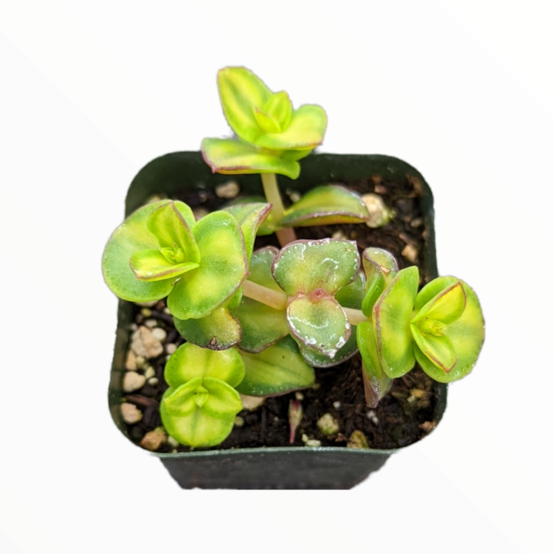 millionaire plant succulent Crassula pellucida mediopicta Variegated
