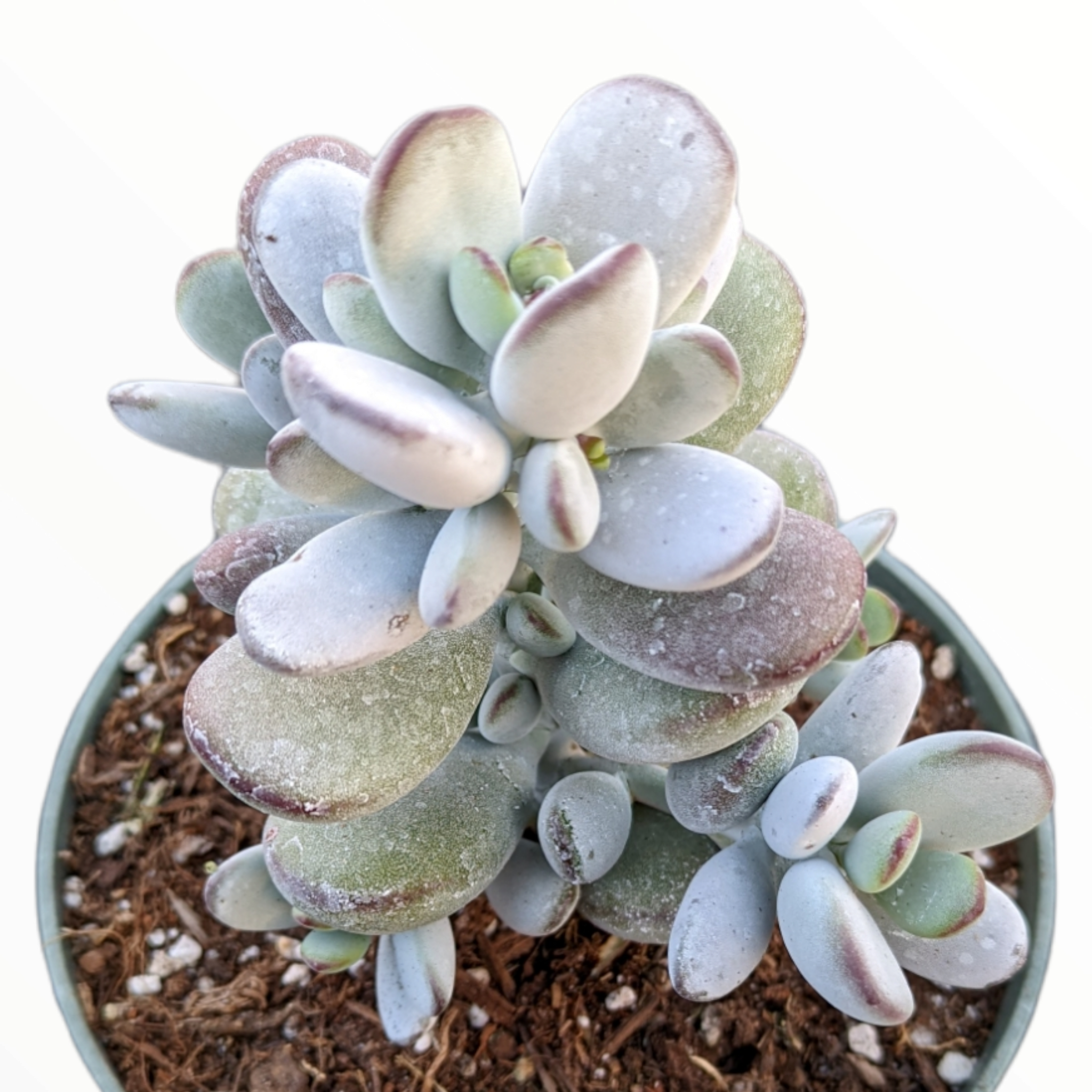 succulent cotyledon orbiculata Cotyledon orbiculata 'Ping Pong'