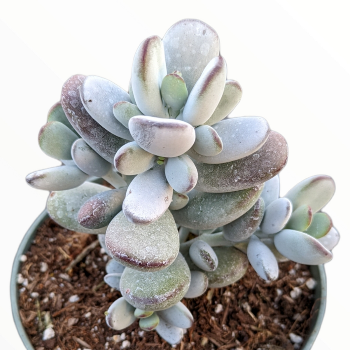 Cotyledon orbiculata 'Ping Pong' - Succulents Depot