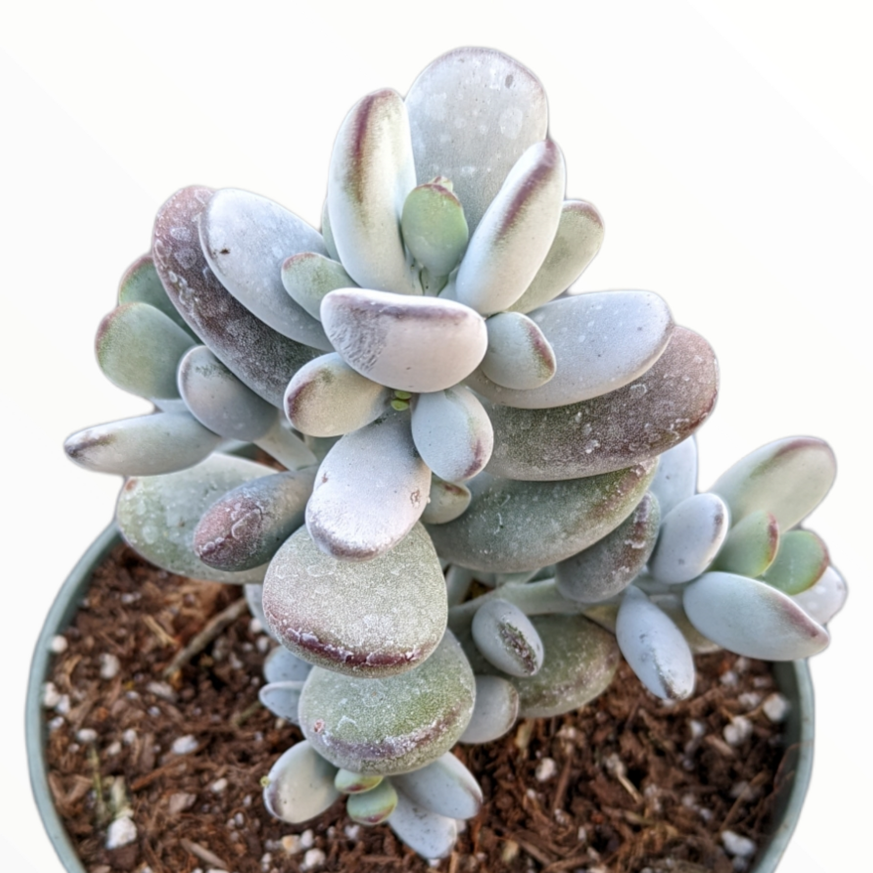 cotyledon succulent plant Cotyledon orbiculata 'Ping Pong'