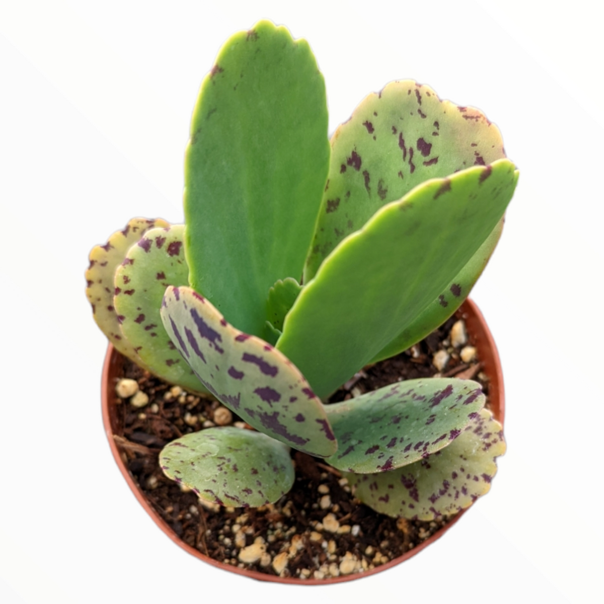 Kalanchoe marmorata Pen Wiper Plant