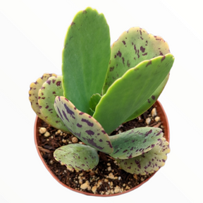 succulent pens Kalanchoe marmorata Pen Wiper Plant