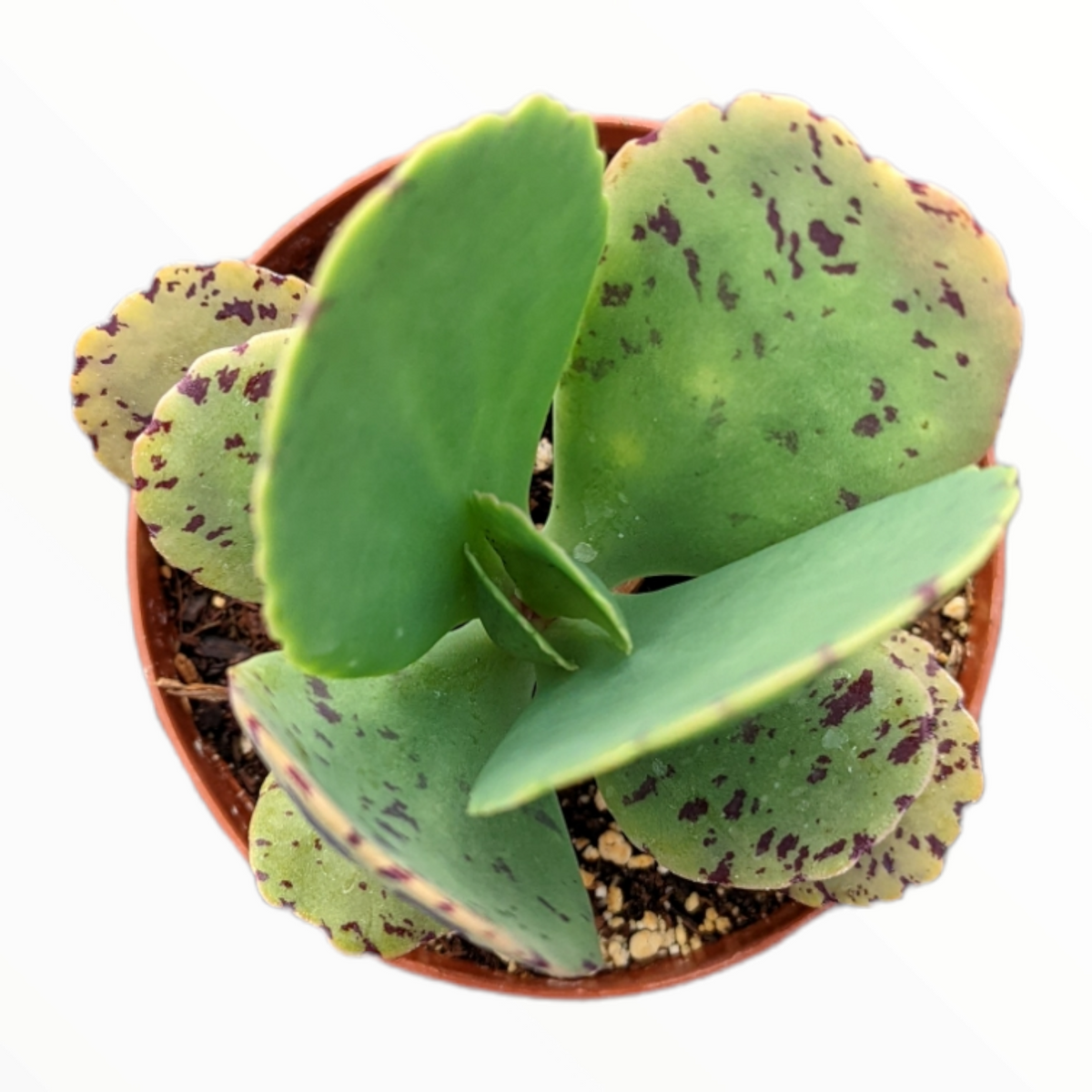 Kalanchoe marmorata Pen Wiper Plant