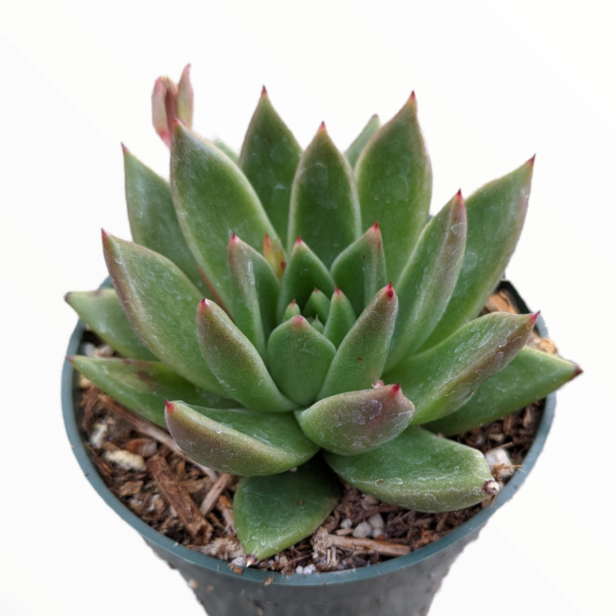 Echeveria agavoides 'Gilva'