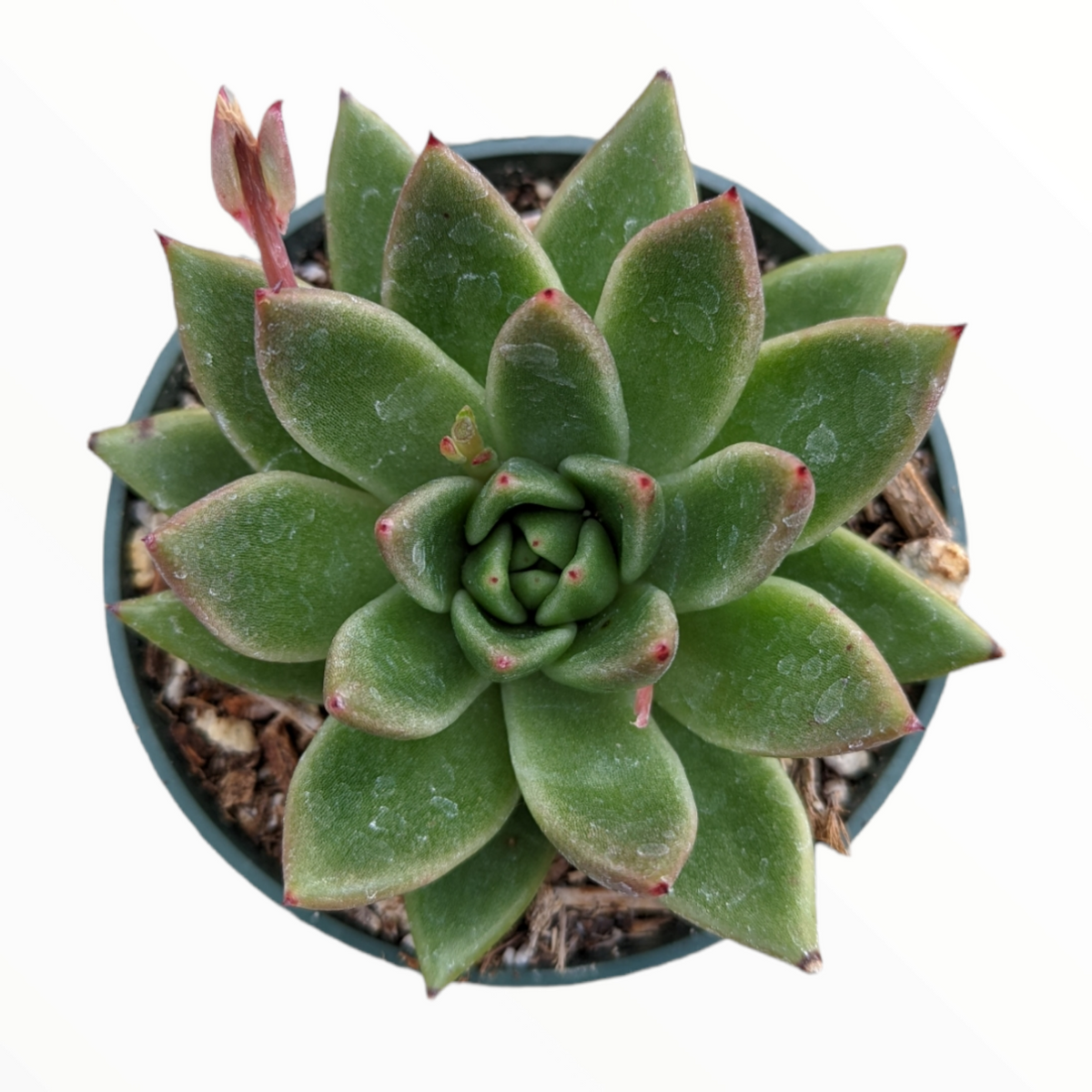 Echeveria agavoides 'Gilva'