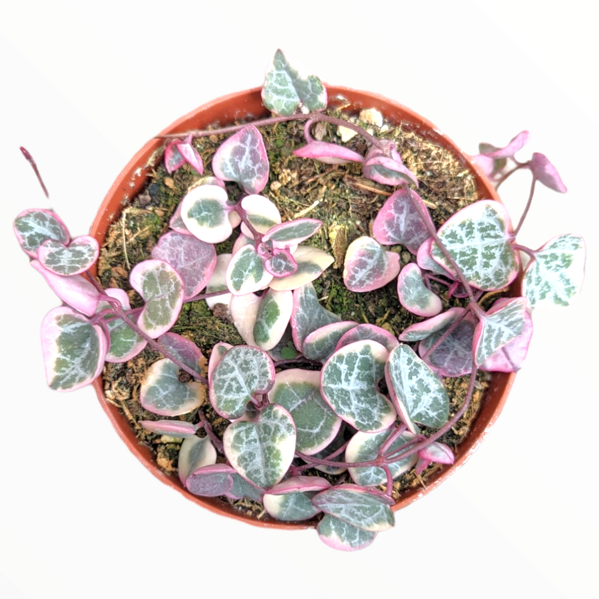 Ceropegia woodii Variegated String of Hearts - Succulents Depot