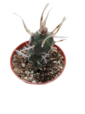 Tephrocactus articulatus 'Paper Spine Cactus'