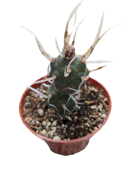 Tephrocactus articulatus 'Paper Spine Cactus'