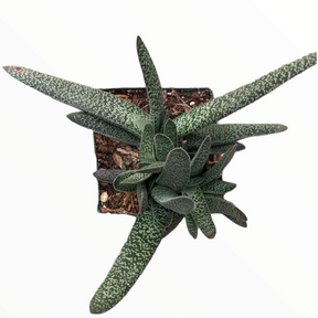 Gasteria maculata