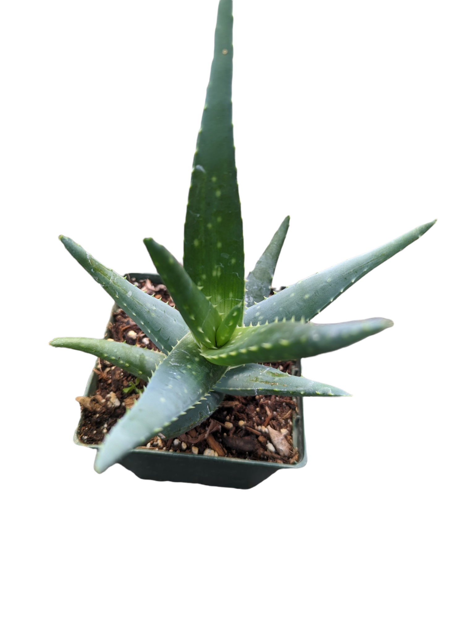 prolific succulents Aloe 'Crosby's Prolific' 4 Inch