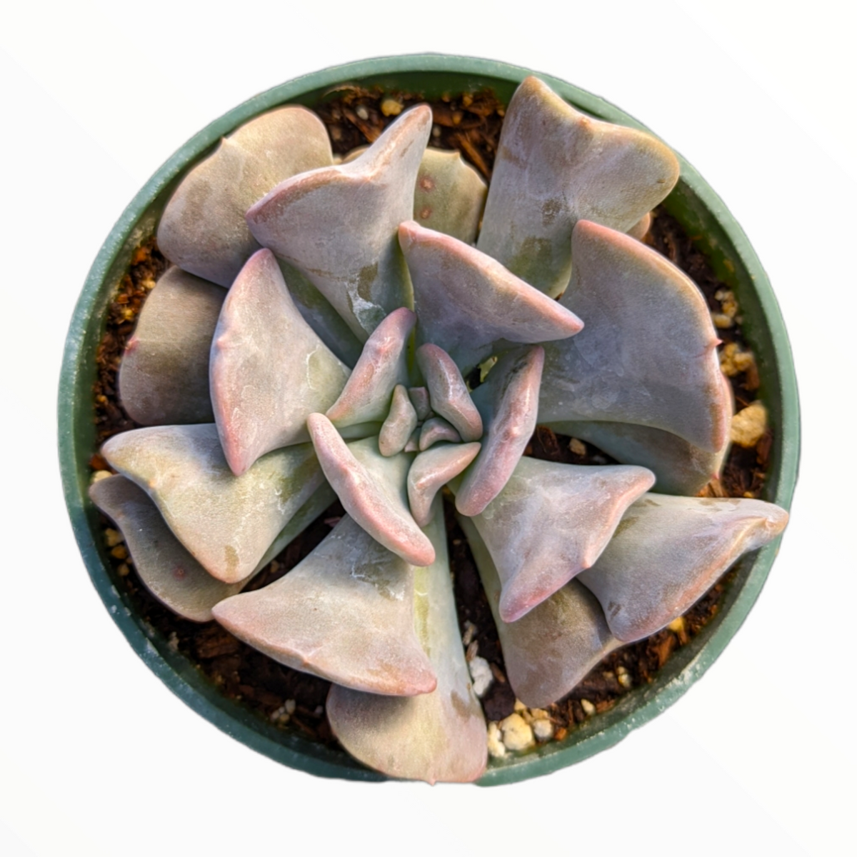 Echeveria 'Cubic Frost' - Succulents Depot