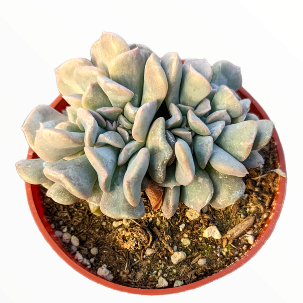 Echeveria 'Cubic Frost' Crest