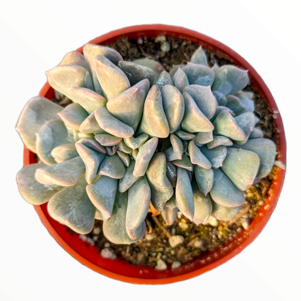 Echeveria 'Cubic Frost' Crest