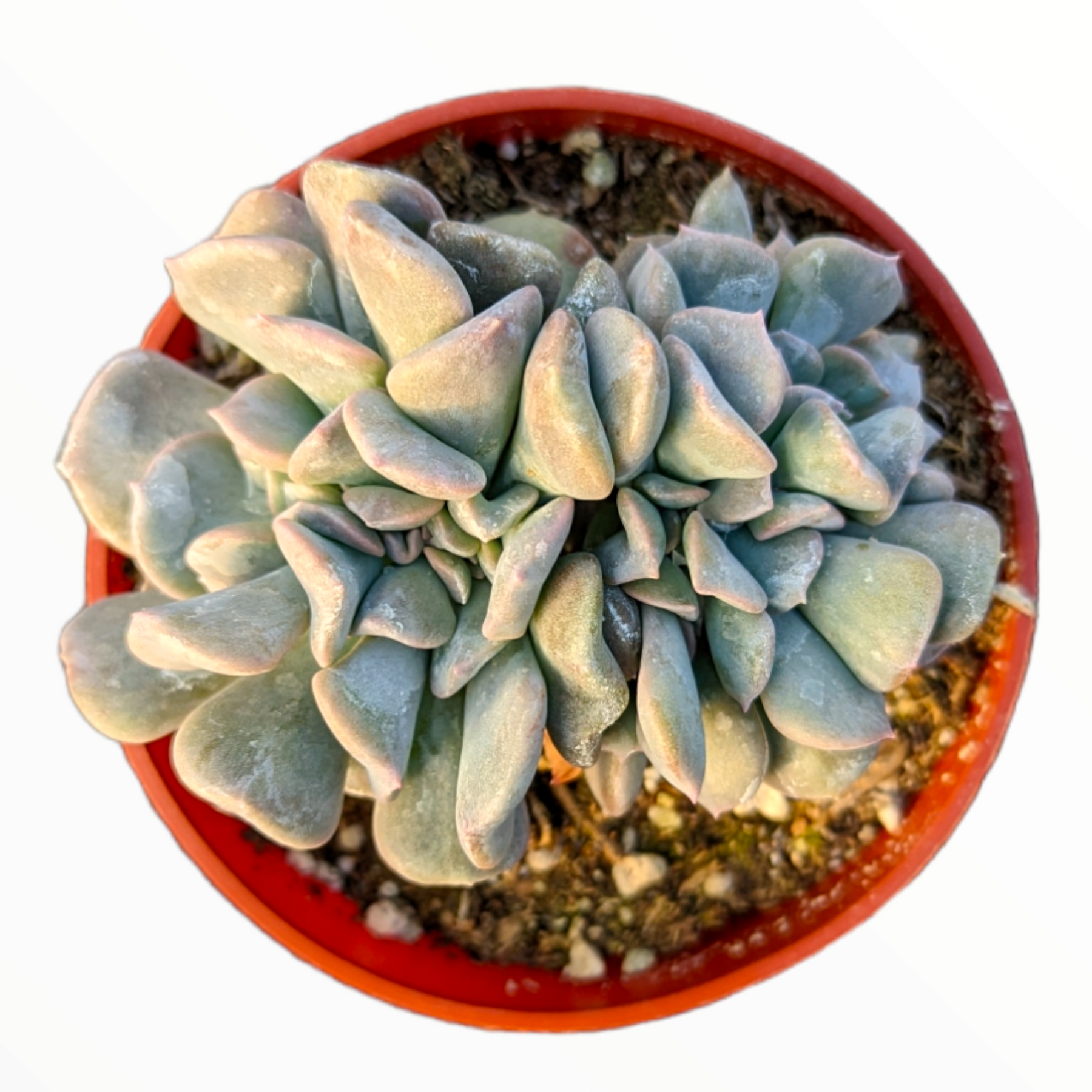 cubic frost succulent propagation Echeveria 'Cubic Frost' Crest