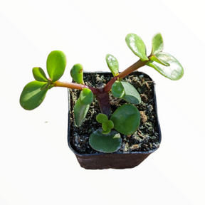 Portulacaria afra 'Elephant Bush' - Succulents Depot