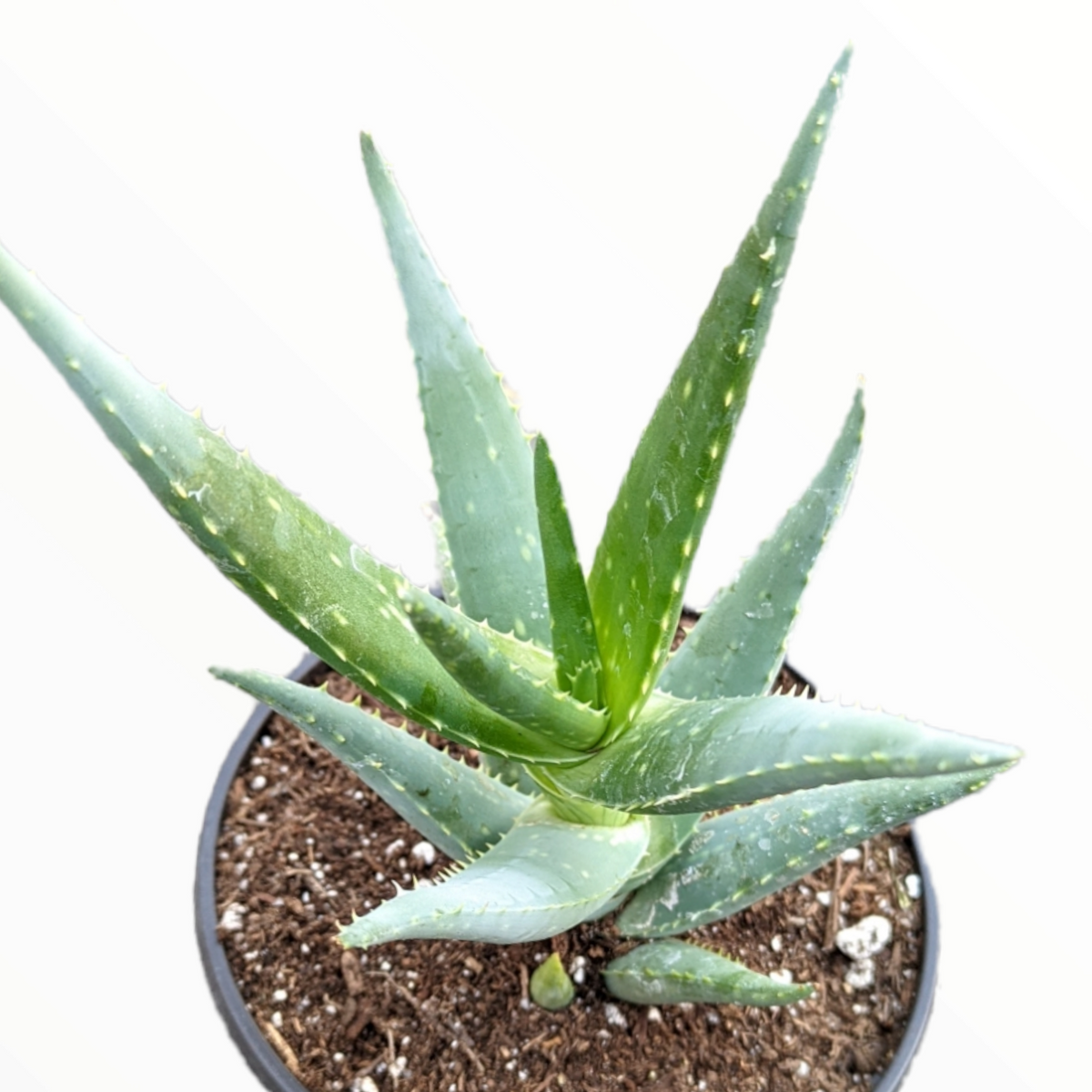 Aloe 'Crosby's Prolific' 4 Inch