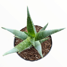 succulent with serrated leaves Aloe 'Crosby's Prolific'