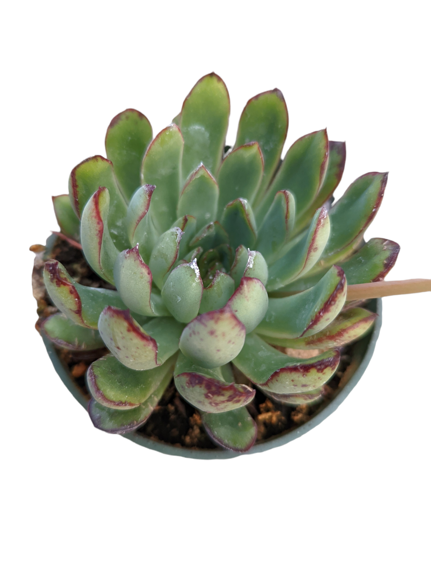 mexican succulent plant Echeveria Mexican Pulidonis -