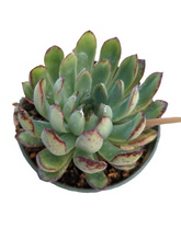 Echeveria Mexican Pulidonis