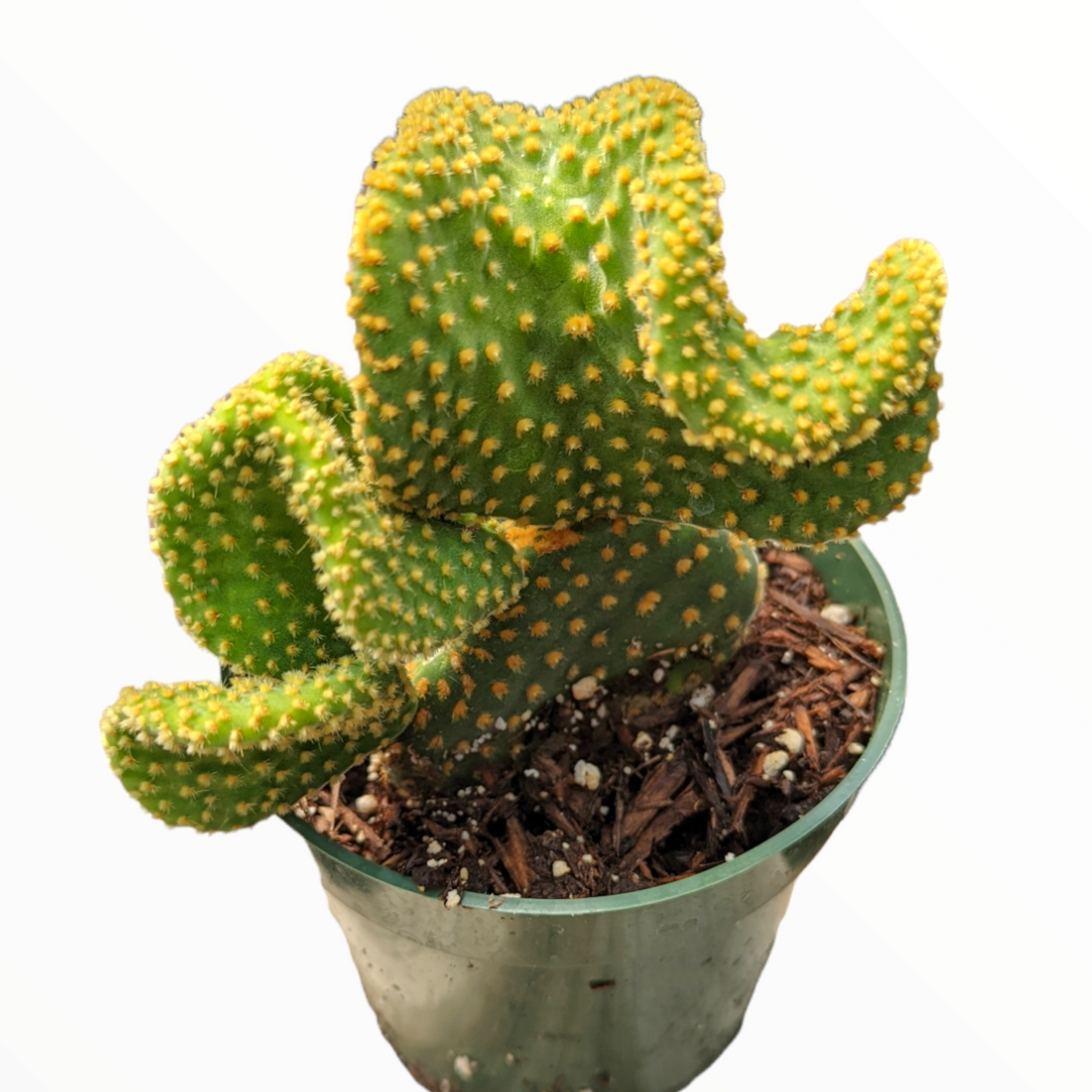 Optunia Microdasys Golden Swirl Cactus - Succulents Depot