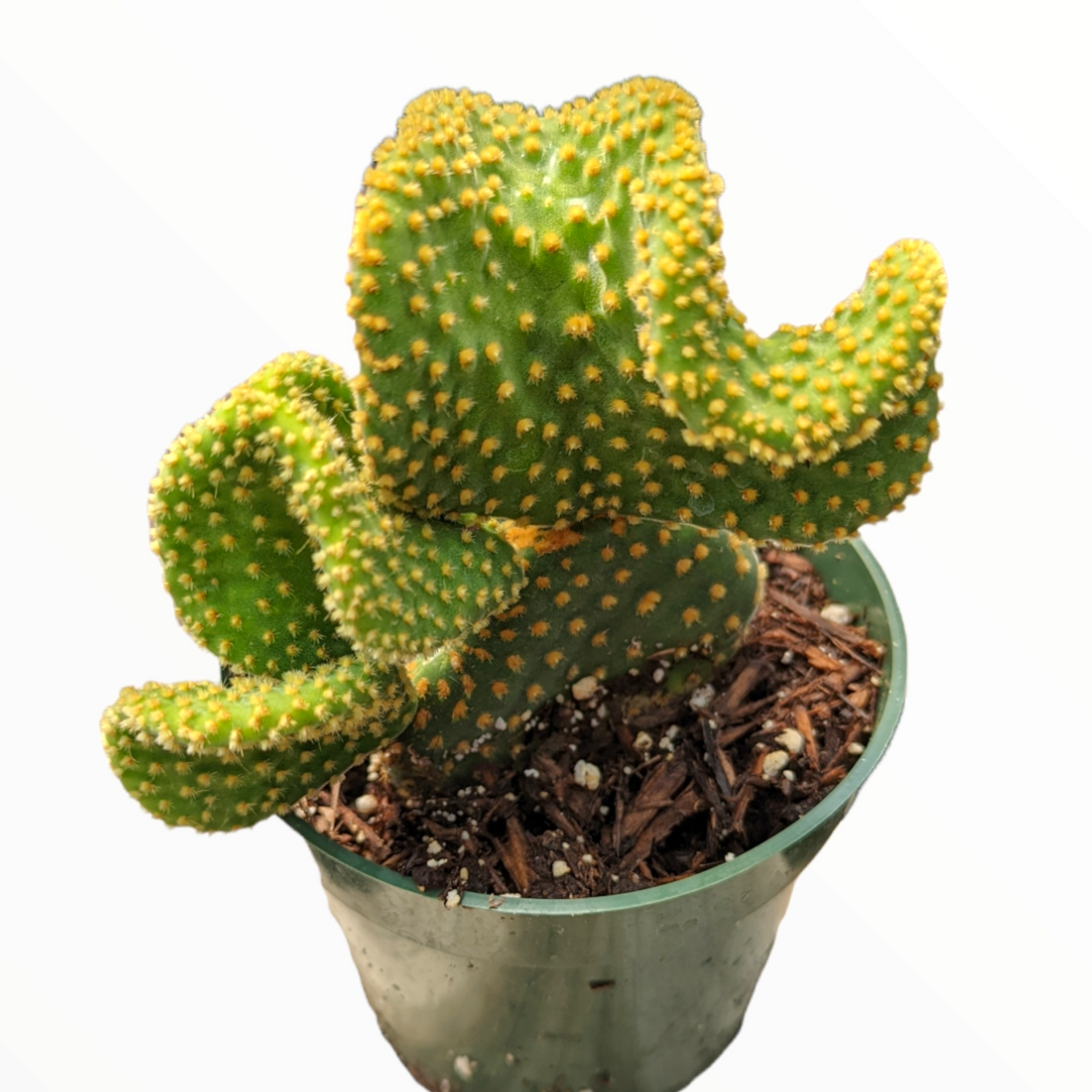minigraph cactus Optunia Microdasys Golden Swirl Cactus