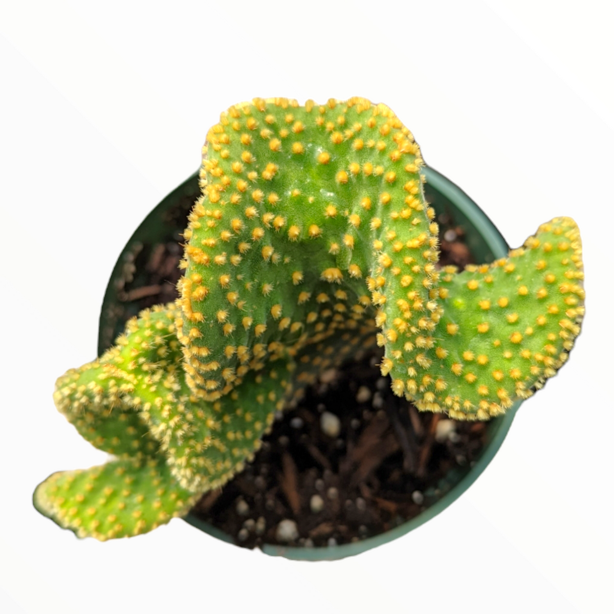 Optunia Microdasys Golden Swirl Cactus - Succulents Depot