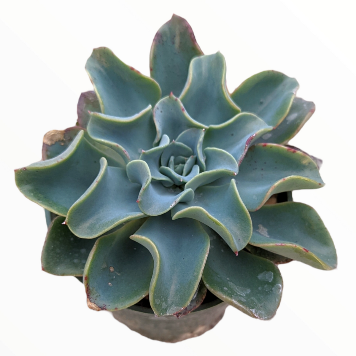 Echeveria 'Galaxy Blue' - Succulents Depot