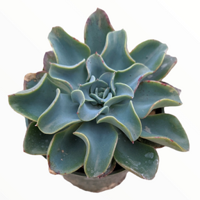 Echeveria 'Galaxy Blue' - Succulents Depot