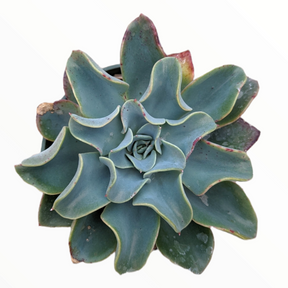 Echeveria 'Galaxy Blue' - Succulents Depot