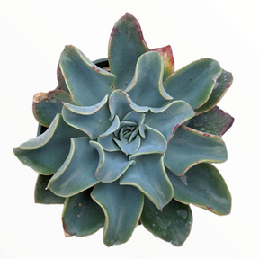 bluish succulent Echeveria 'Galaxy Blue'