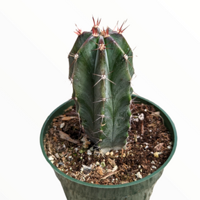 Stenocereus griseus