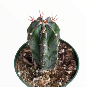 Stenocereus griseus