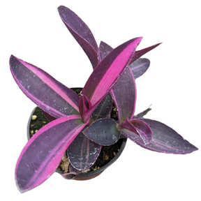 Setcreasea Plant Wandering Dude Purple Variegated
