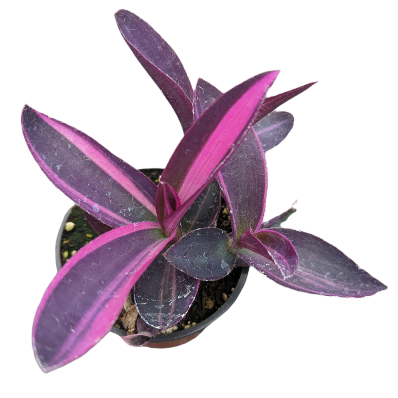 Setcreasea Plant Wandering Dude Purple Variegated