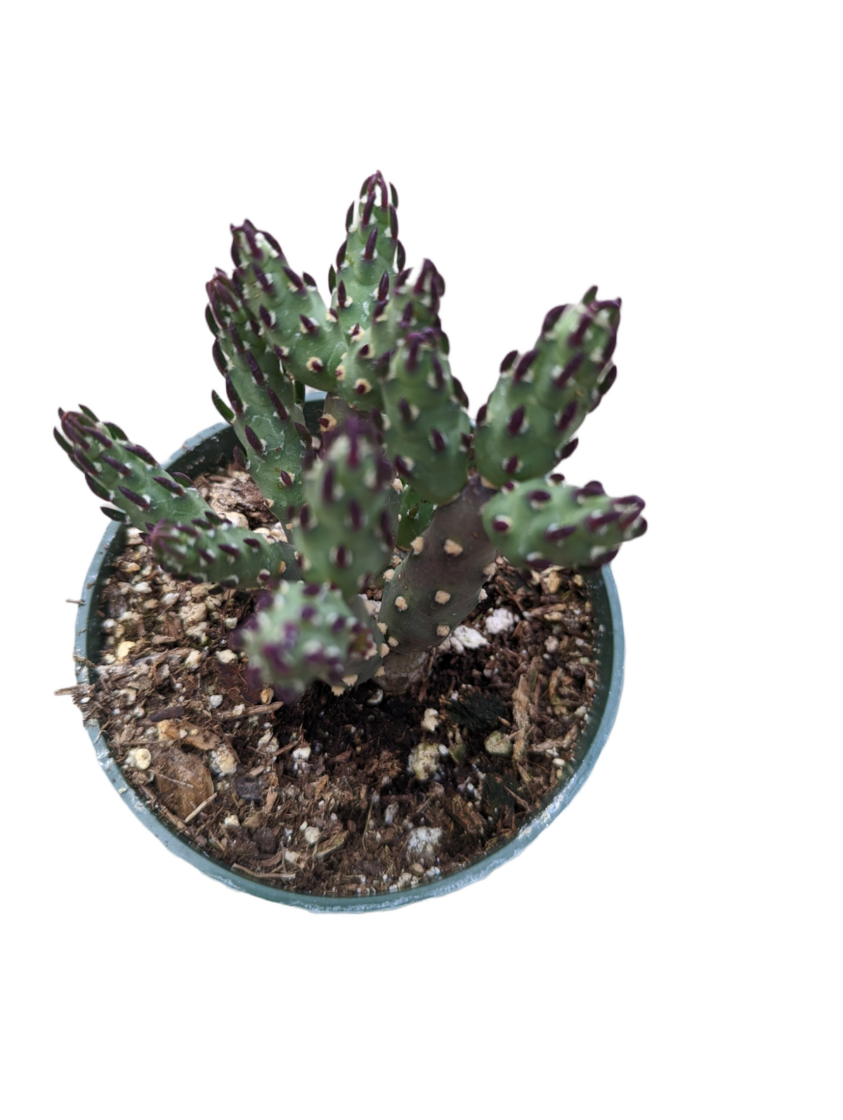 Austrocylindropuntia verschaffeltii