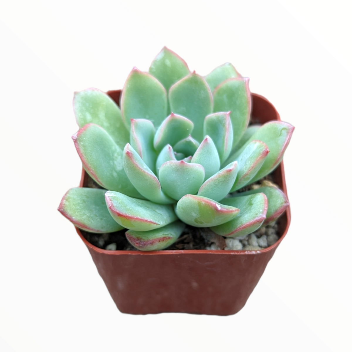 Echeveria 'Apus'