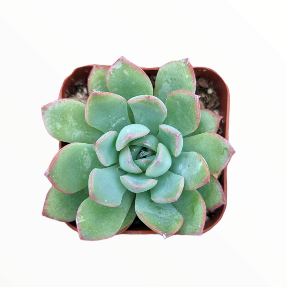 Echeveria 'Apus'