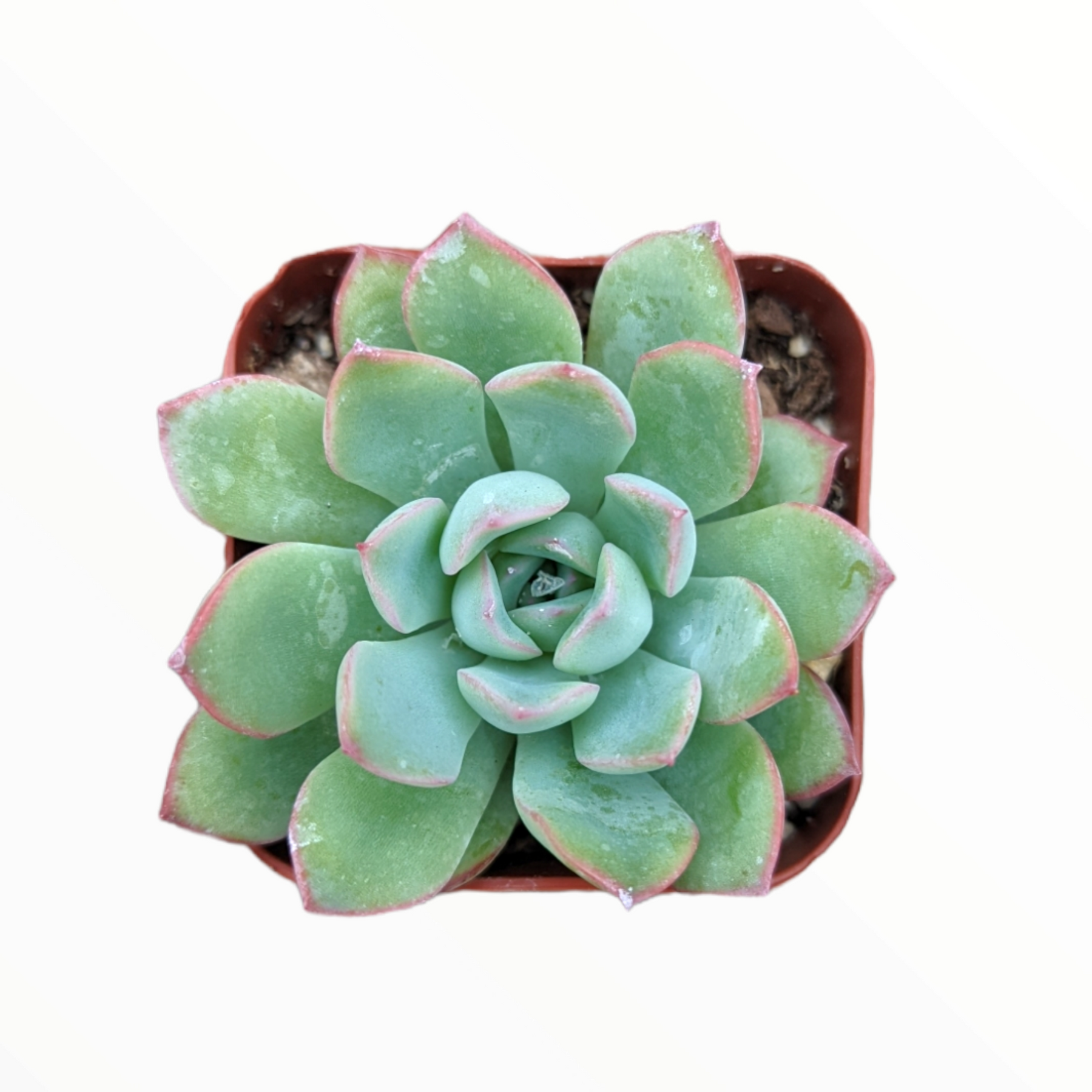 succulent apus Echeveria 'Apus'