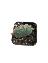 Opuntia rufida minima 'Mini Cinnamon Cactus' in nursery pot.