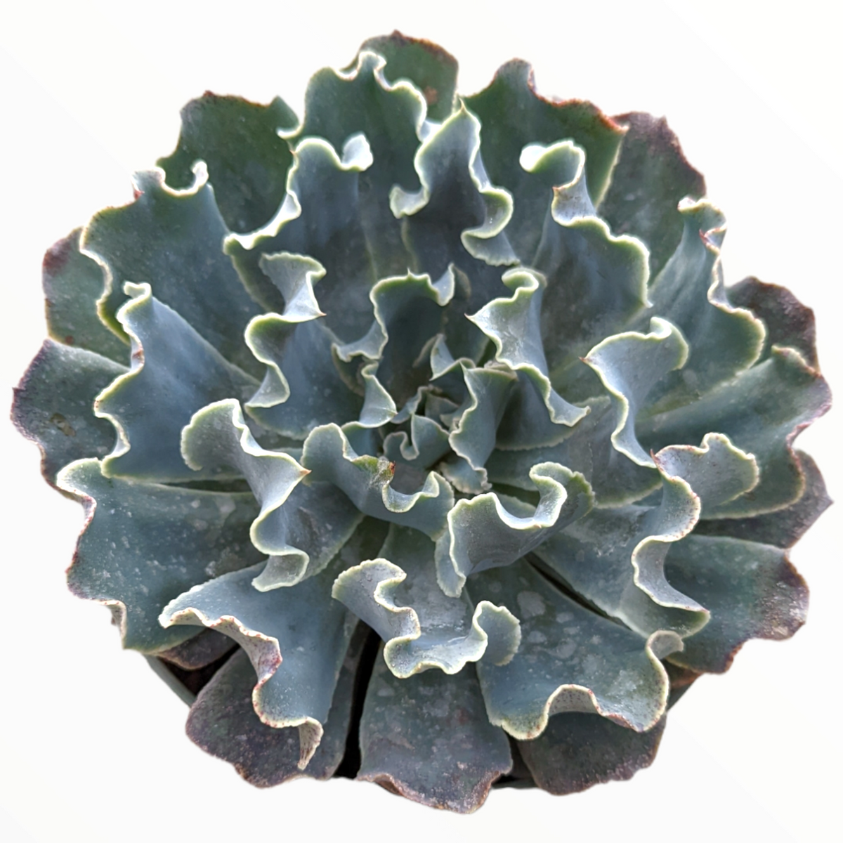 Echeveria 'Blue Frills' - Succulents Depot