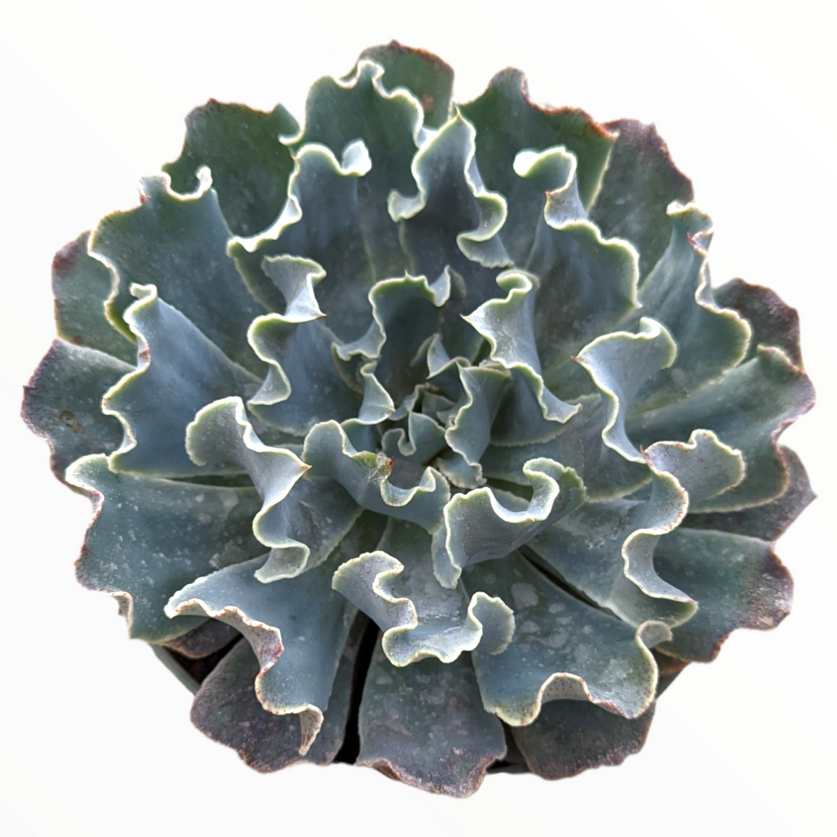 Echeveria 'Blue Frills' - Succulents Depot