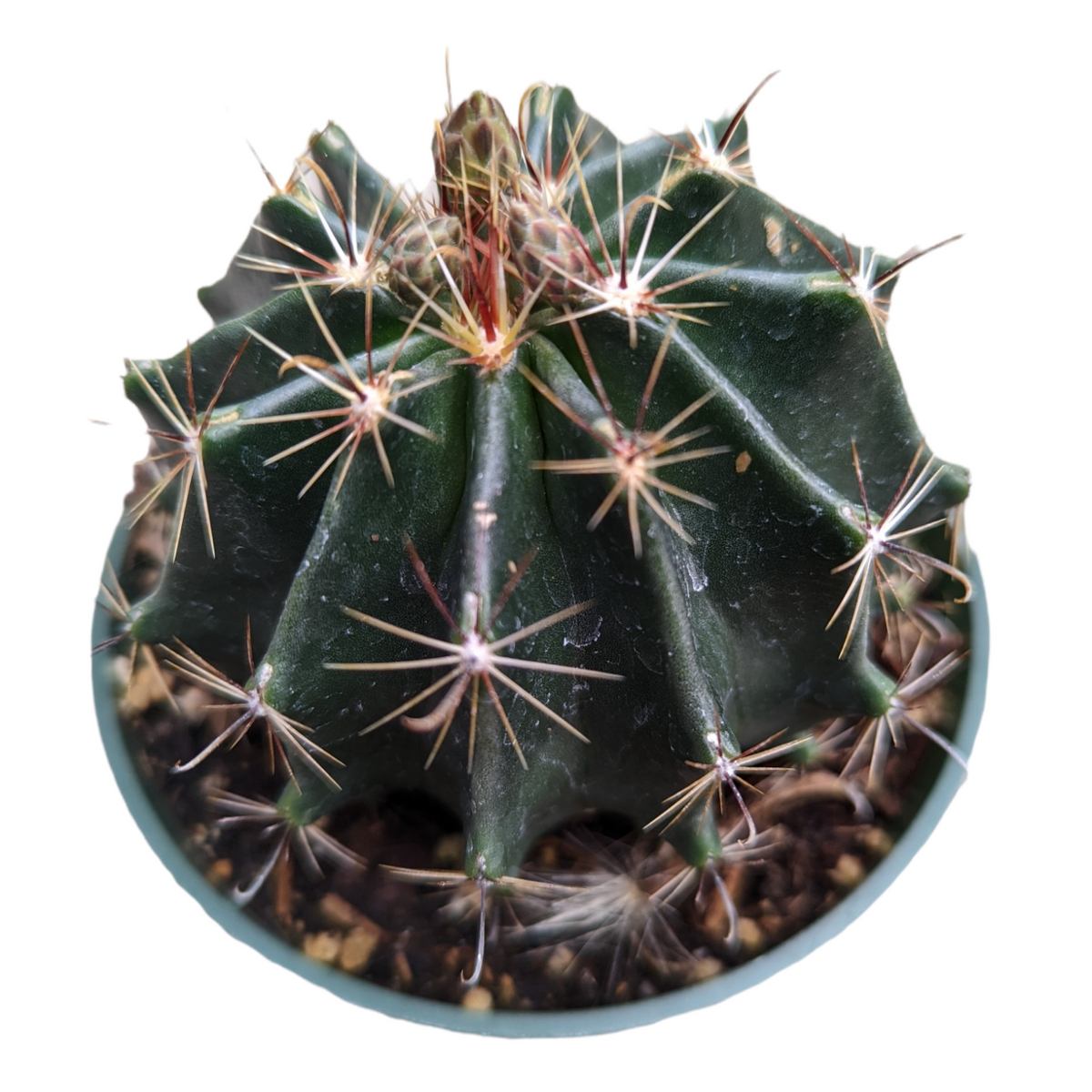 Ferocactus wislizeni ssp. herrerae - Twisted Barrel Cactus